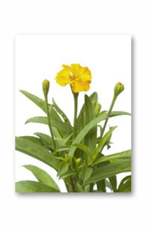 Flowering Mexican tarragon