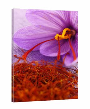 Dried saffron spice and Saffron flower