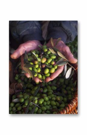 olive