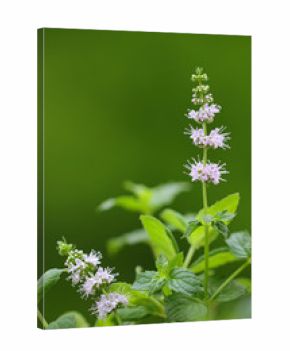 Closeup photo of flower of spearmint plant (Mentha spicata) in the garden