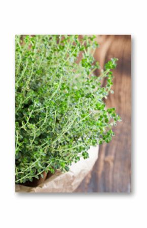 Lemon thyme plant