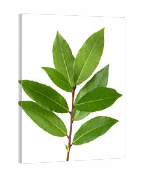 Laurel (Laurus nobilis)