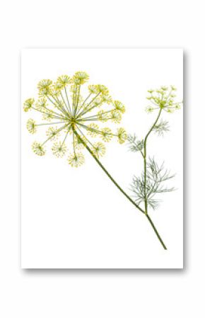 Branch of fresh green dill herb leaves isolated.  Flowering plant dill.