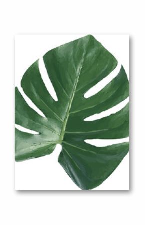 Showing Monstera leaf digital illustration on clear background with green splits and fenestrations