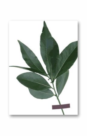 Botanical illustration showing green leaf sprig on transparent background with tape, copy space
