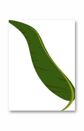 Tropical leaf is being shown in flat design, with glossy green frond on transparent background