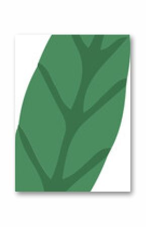 Displaying flat green leaf featuring darker central vein, branching veins, transparent background