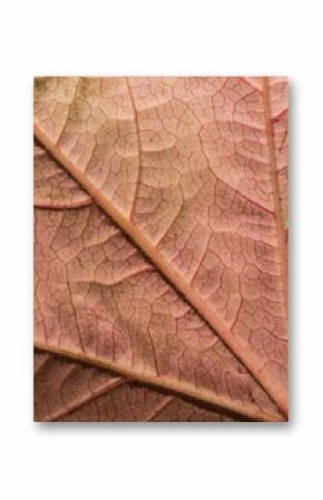 Close-up of textured orange leaf