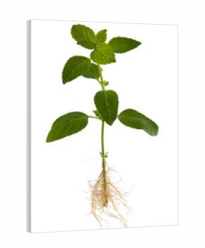 Gartenbasilikum mit Wurzeln