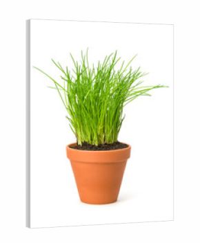 Schnittlauch im Tontopf