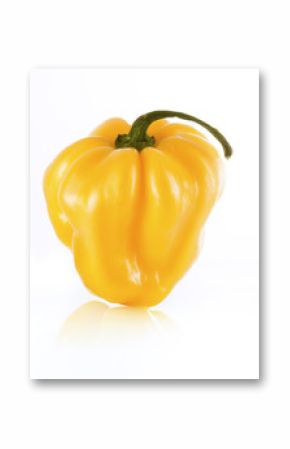 Gelbe scharfe Chilischoten (Scotch Bonnet)