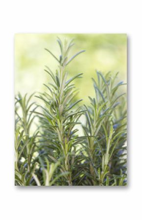 fresh rosemary in the garden (rosmarinus officinalis)