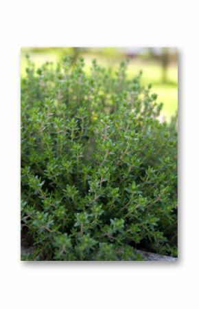 Thymian