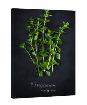 fresh green oregano from above on a dark slate plate, sample text