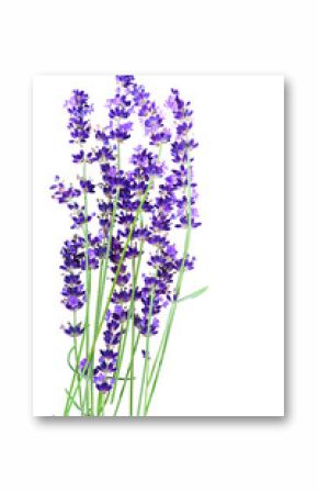 Lavender flowers in closeup isolated on white background
