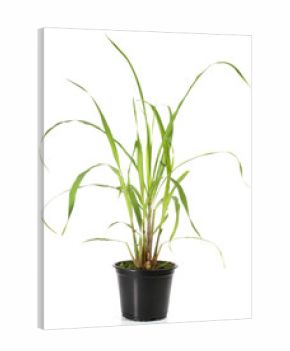 Zitronengras - Pflanze