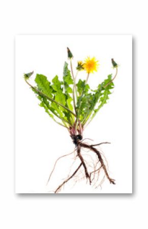 Yellow dandelion flowers on a white background