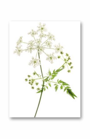 Cow Parsley (Anthriscus sylvestris)