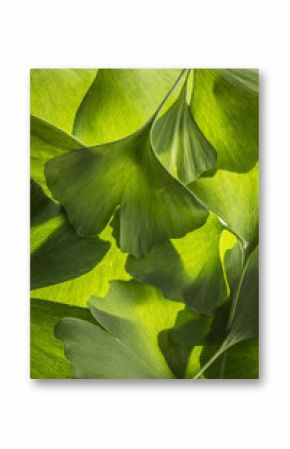 the background from fresh green Ginkgo biloba leaves