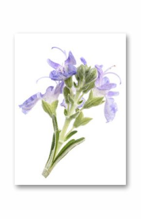 Rosemary  flowers
