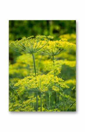 Fresh dill growing in the field in summer