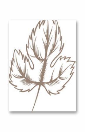 Vector illustration is showcasing brown stylized leaf with serrated lobes, transparent background