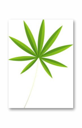 Flat design stylized green leaf is radiating pointed leaflets on transparent background, copy space