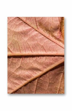 High angle view of orange leaf