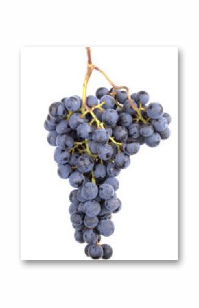 pinot noir grapes