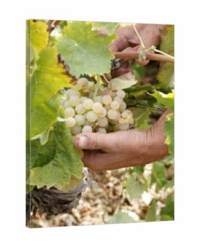 Vendemmia bianca