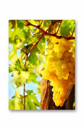 Closeup on grape