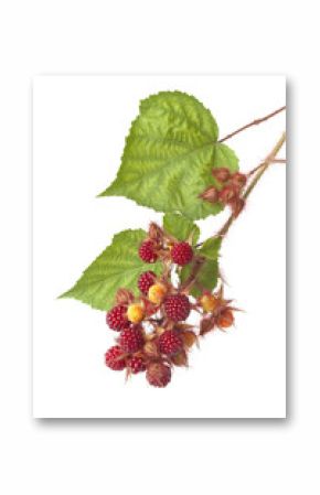 Japanese wineberries and leaves on a branch