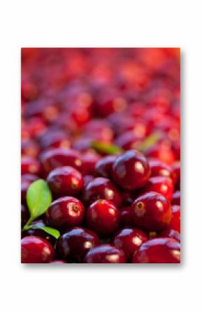 Fresh red cranberries