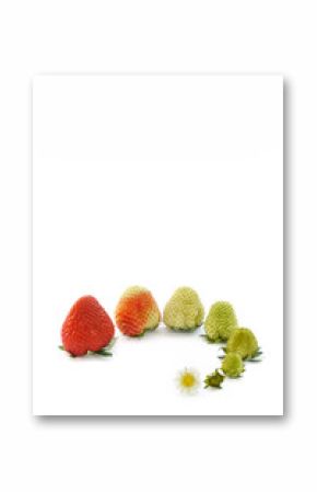 Strawberry growth isolated on white