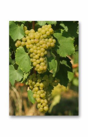 Des grappes de raisins blancs sur une vigne