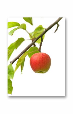 Reifer Apfel am Baum - freigstellt
