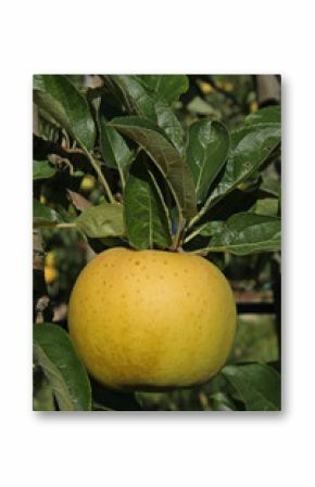 pomme variété belchard