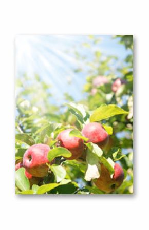 Apfelbaum, appletree, Äpfel, Hochformat, Textraum, copy space
