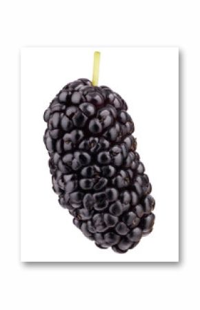 mulberry