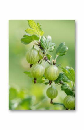 Green gooseberries