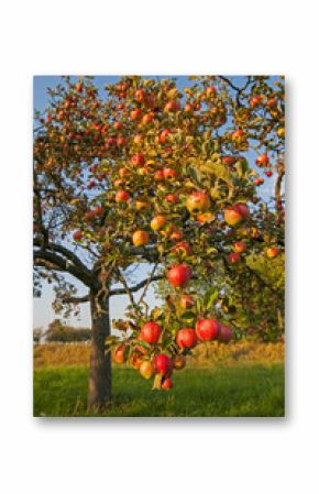 apple's at appletree 