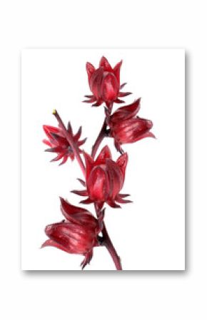Hibiscus sabdariffa or roselle fruits