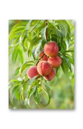 Branch with peaches