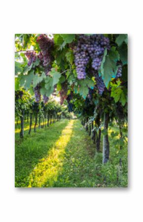 Red grapes in a Italian vineyard - Bardolino. Selective focus.    