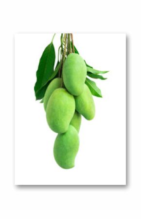 Bunch of green mango on white background