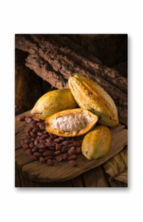 Cacao fruit, raw cacao beans, Cocoa pod on wooden background