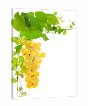 raisin blanc et vigne, fond blanc