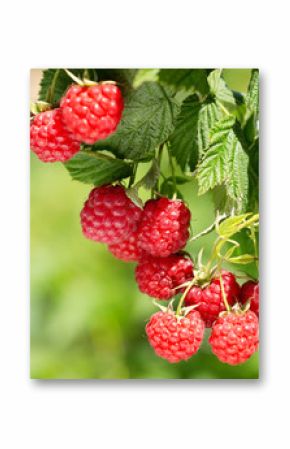 ripe raspberries in a garden