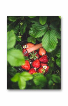 Panier de Fraises dans un champ de Fraise
