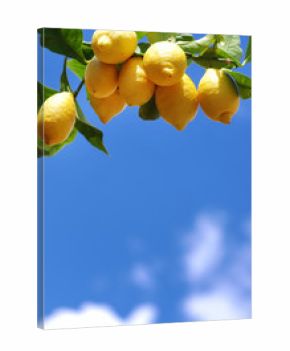 ripe lemons on tree against blue sky